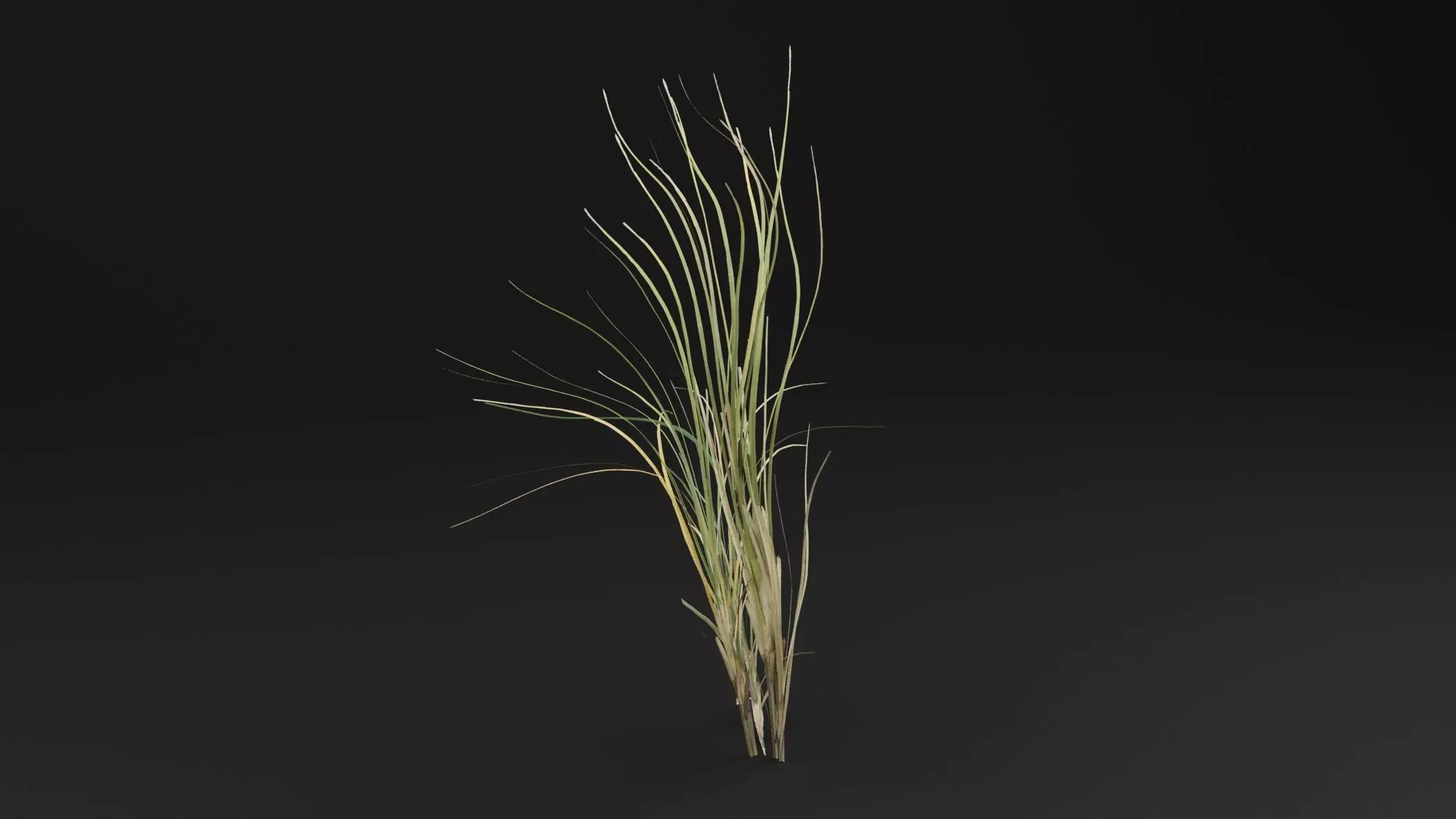 Seaweed Plant Low-poly 3D model_3