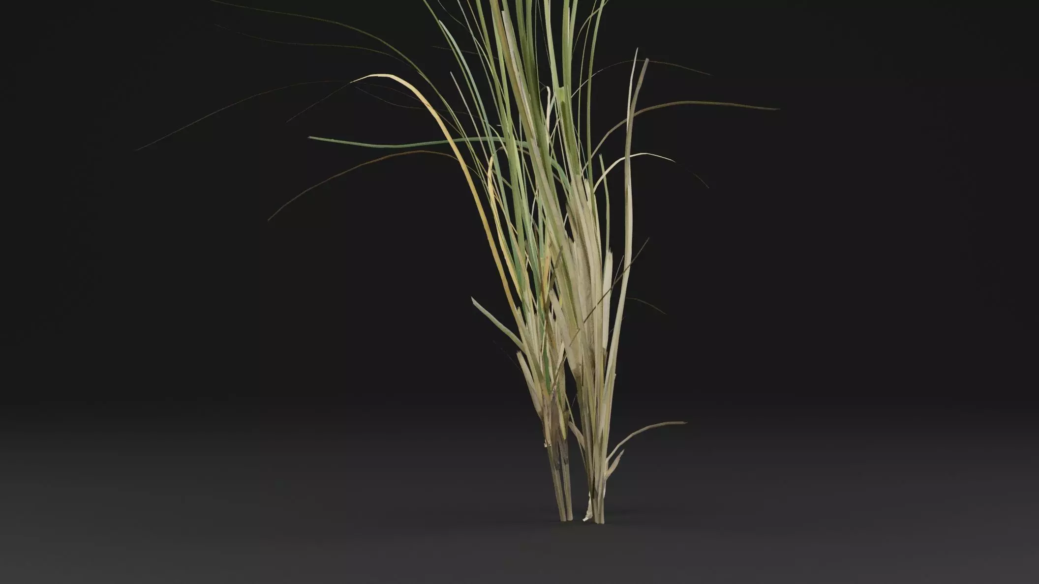 Seaweed Plant Low-poly 3D model_2