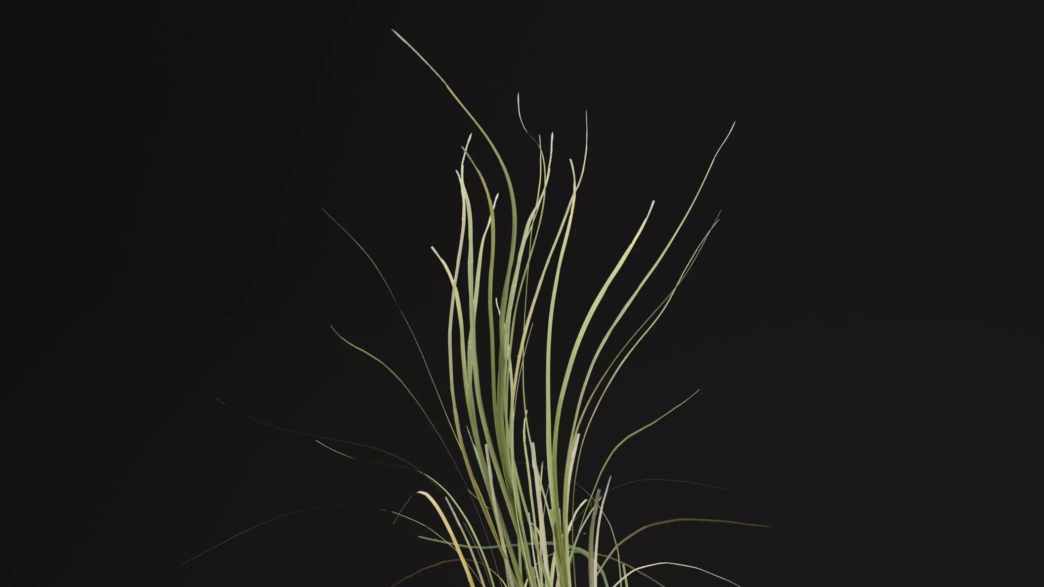 Seaweed Plant Low-poly 3D model_1