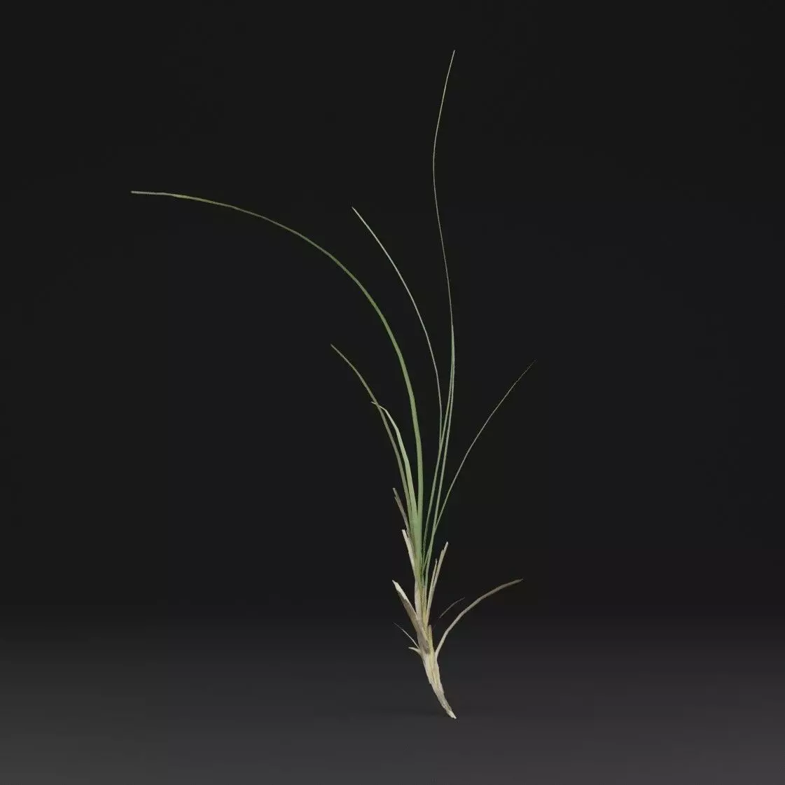 Seaweed Plant Low-poly 3D model_5