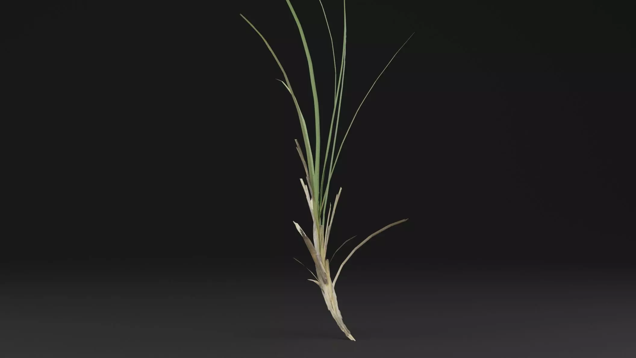 Seaweed Plant Low-poly 3D model_2