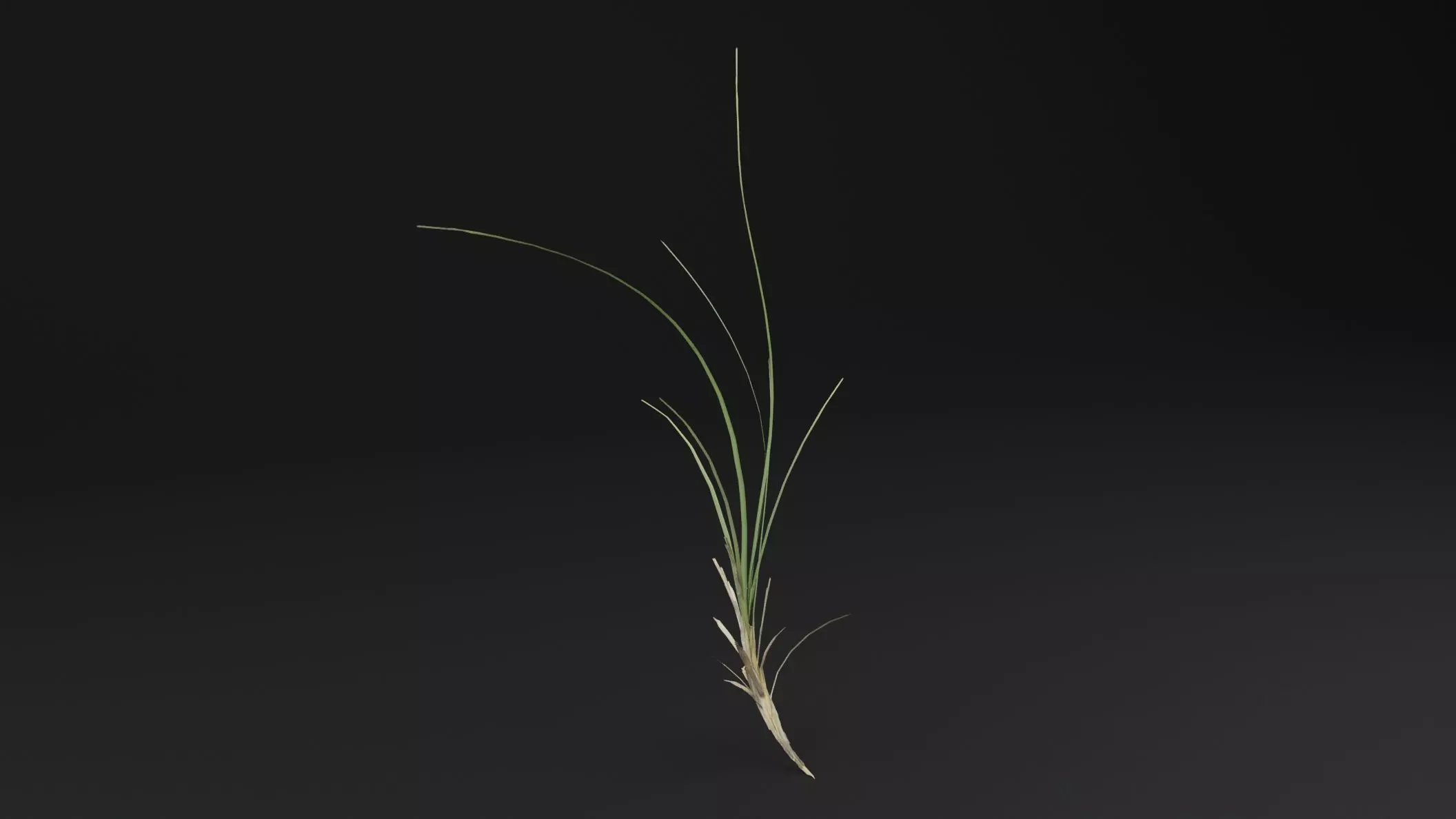 Seaweed Plant Low-poly 3D model_3