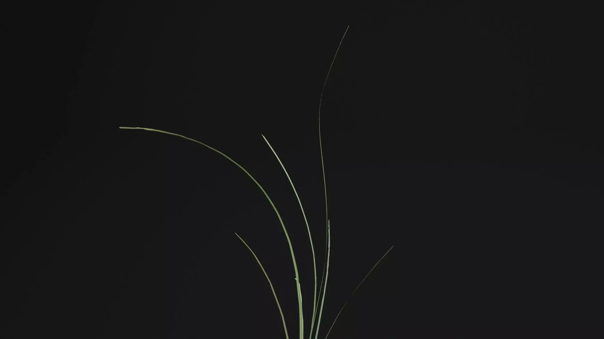 Seaweed Plant Low-poly 3D model_1