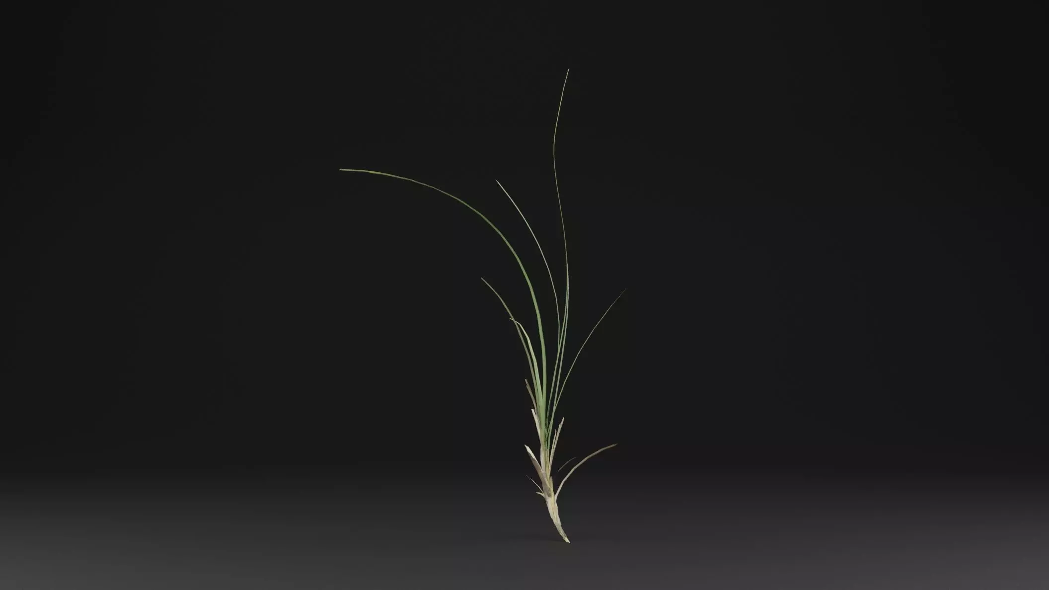 Seaweed Plant Low-poly 3D model_0