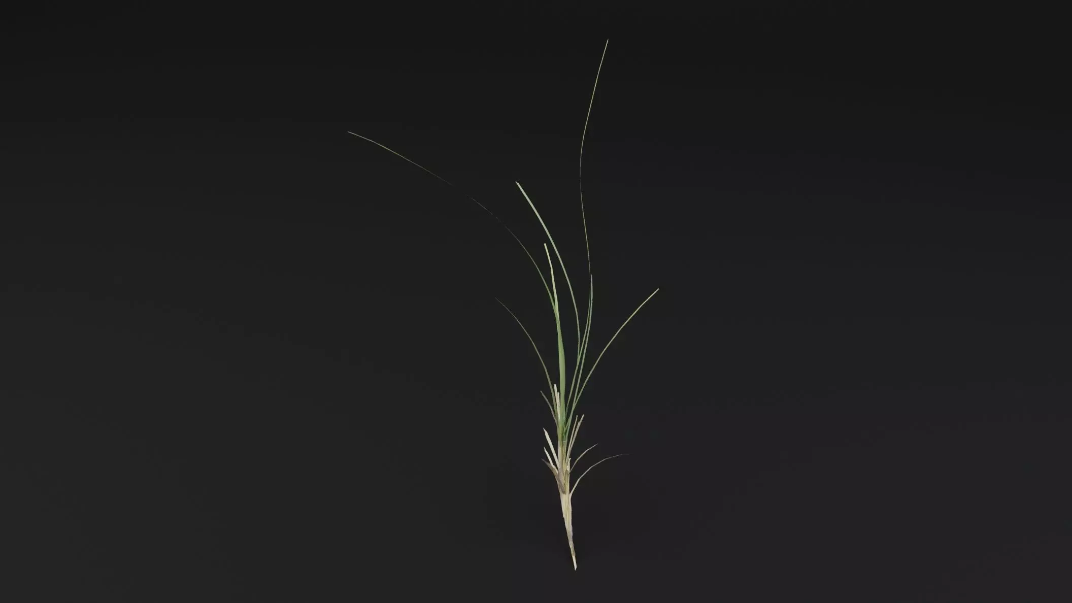 Seaweed Plant Low-poly 3D model_4