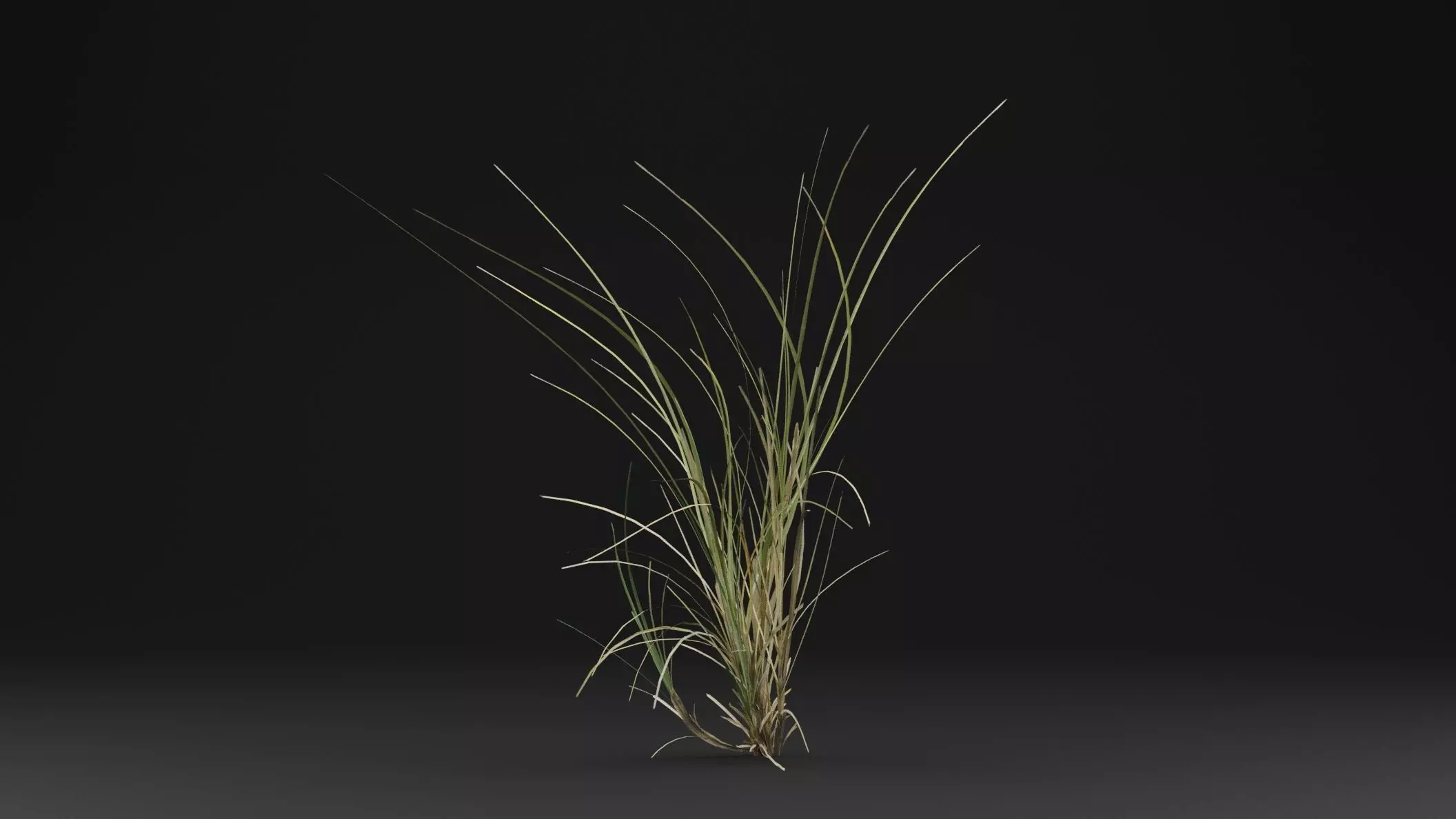 Seaweed Plant Low-poly 3D model