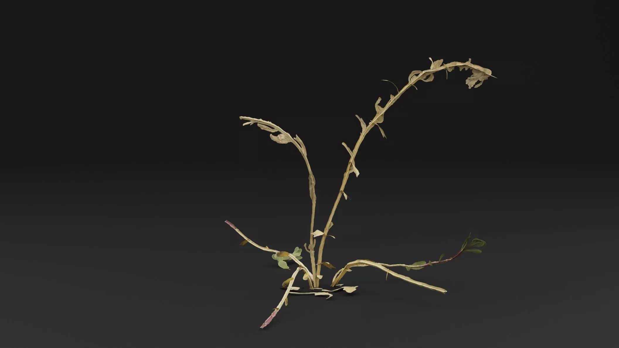 Sea Beet Plant Low-poly 3D model_0