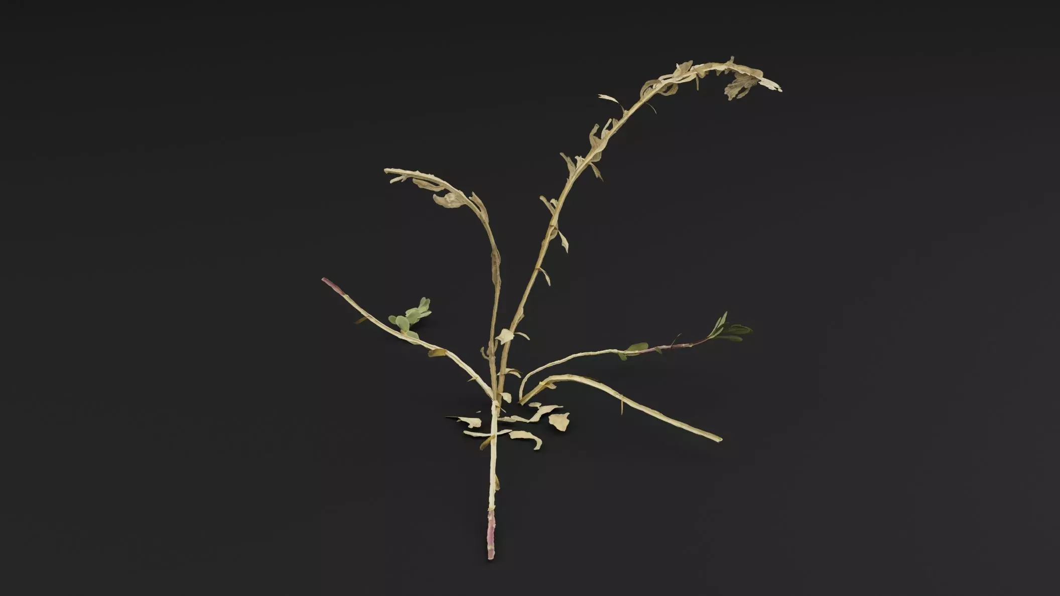 Sea Beet Plant Low-poly 3D model_3