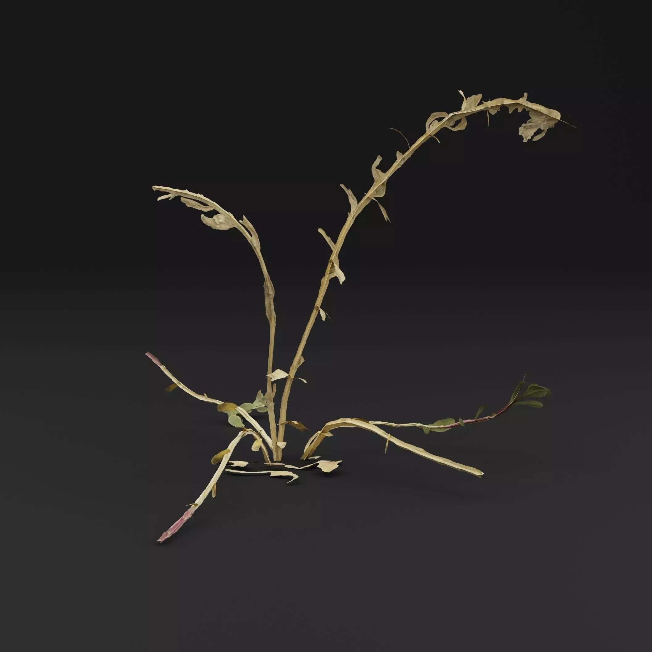 Sea Beet Plant Low-poly 3D model_5