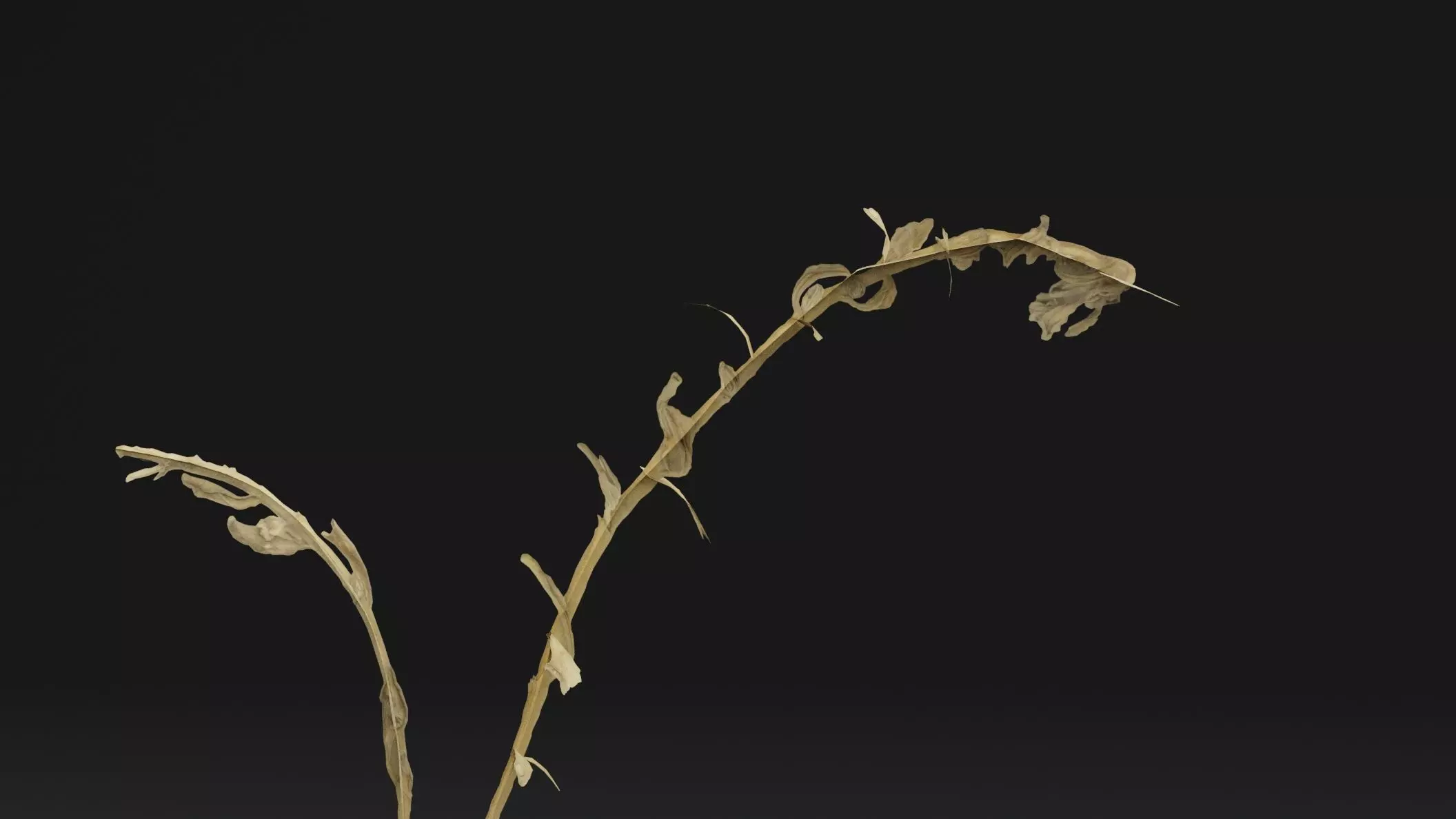 Sea Beet Plant Low-poly 3D model_1