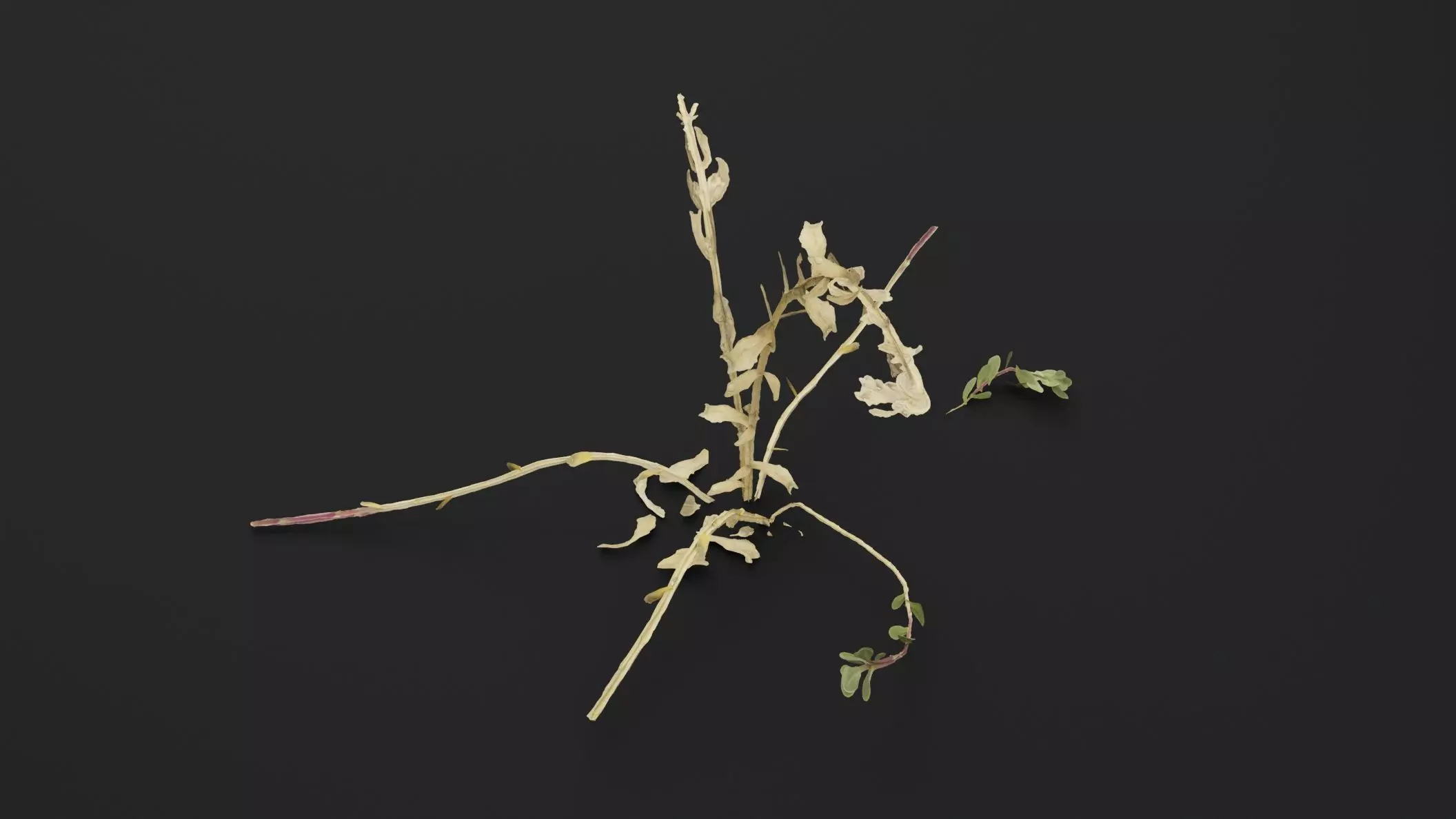 Sea Beet Plant Low-poly 3D model_4