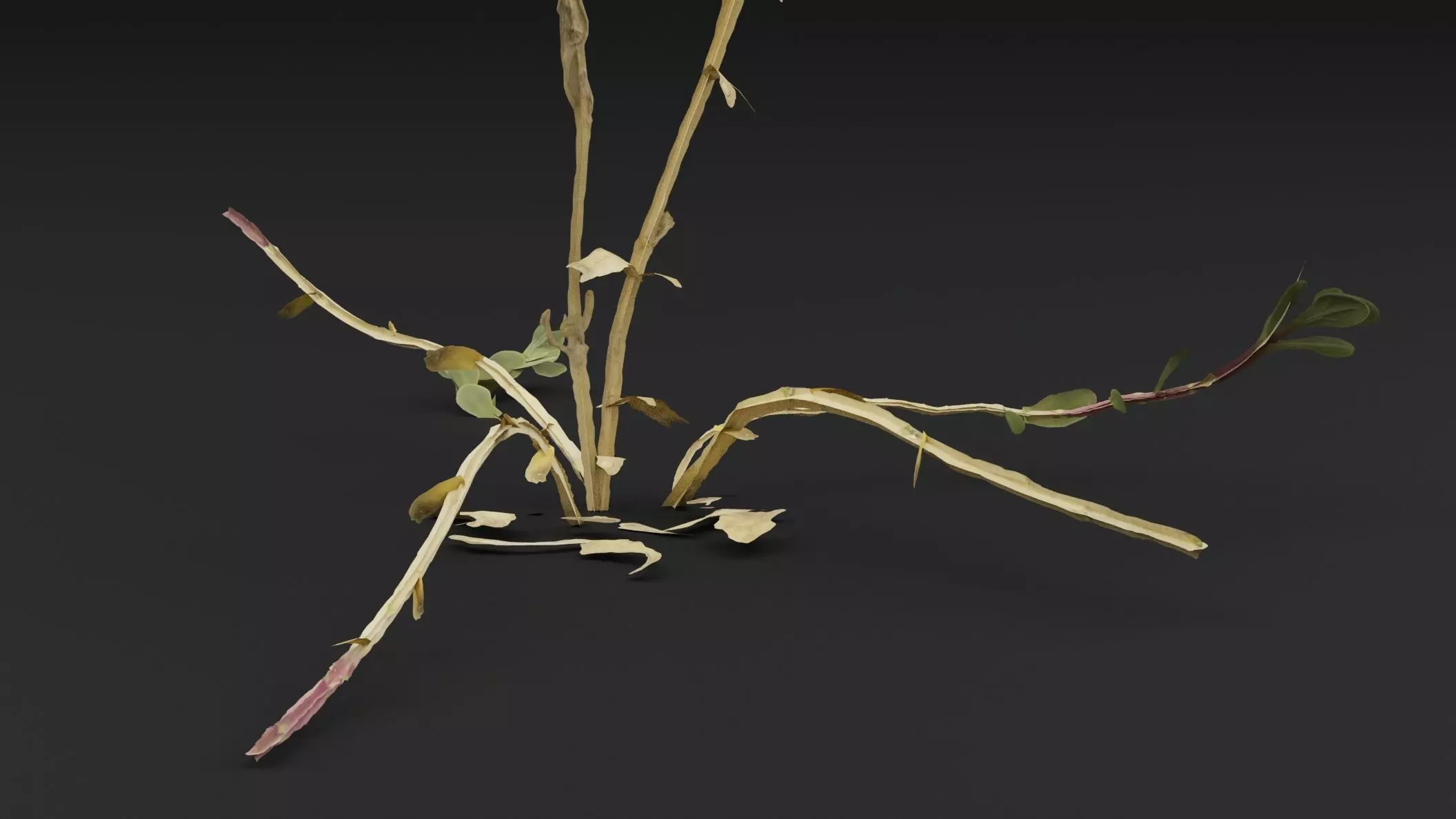 Sea Beet Plant Low-poly 3D model_2