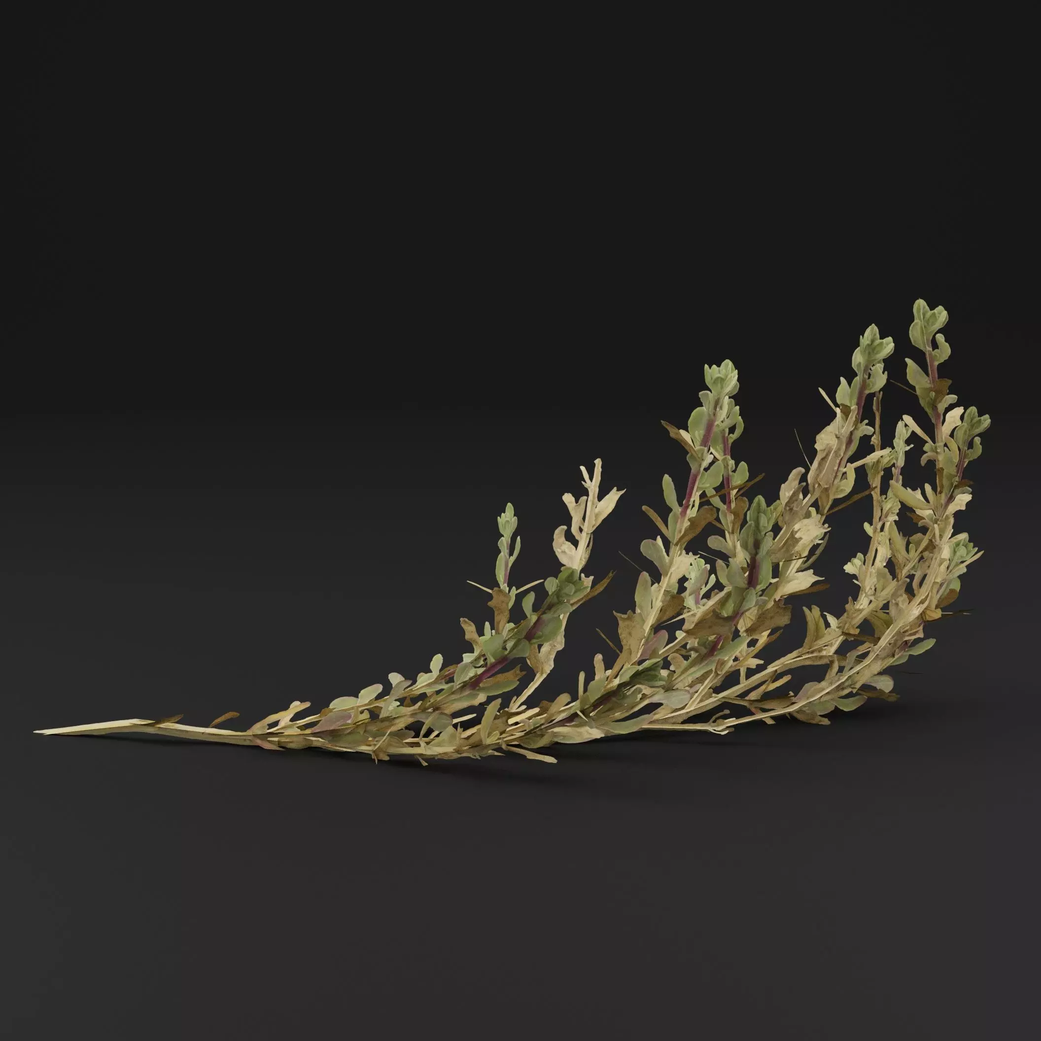 Sea Beet Plant 3D model_5