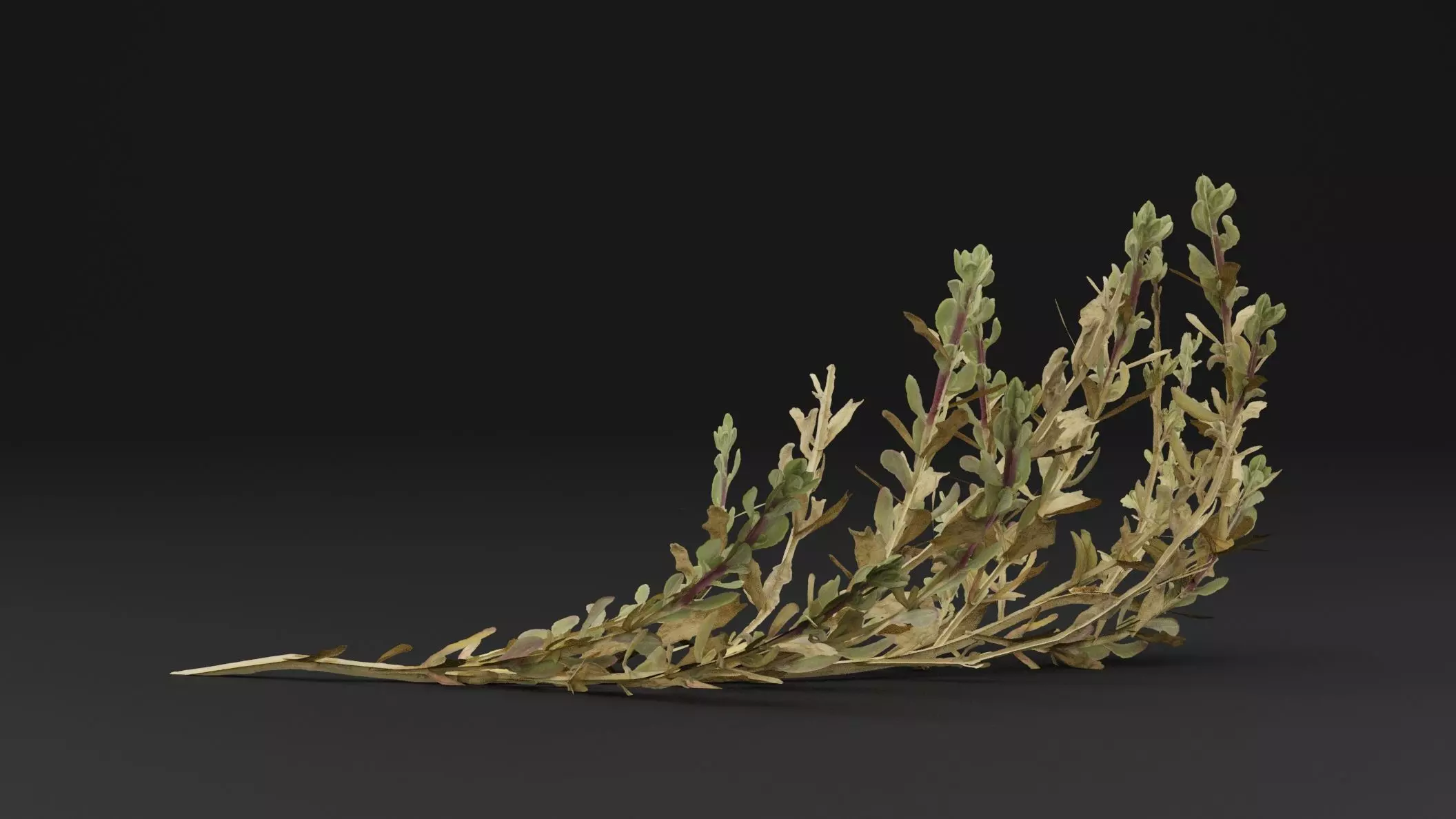Sea Beet Plant 3D model_0
