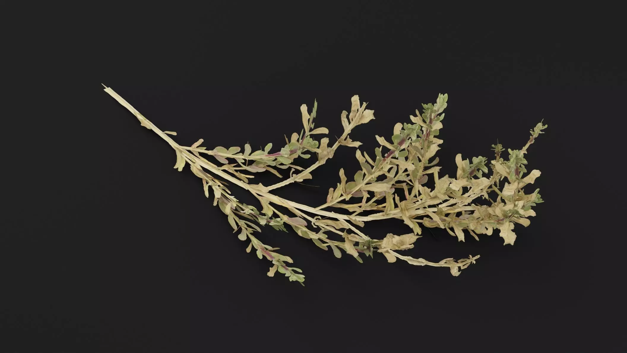 Sea Beet Plant 3D model_4