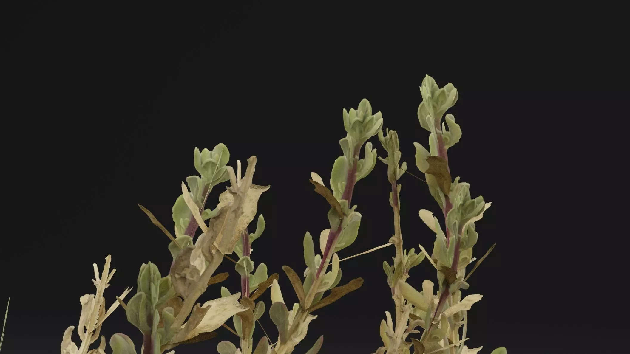 Sea Beet Plant 3D model_1