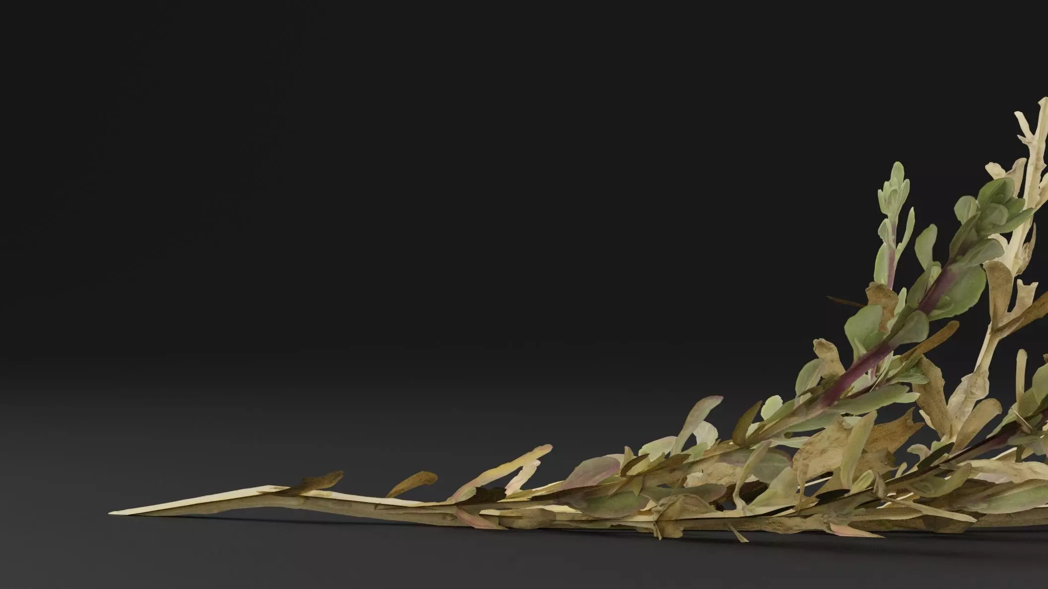 Sea Beet Plant 3D model_2