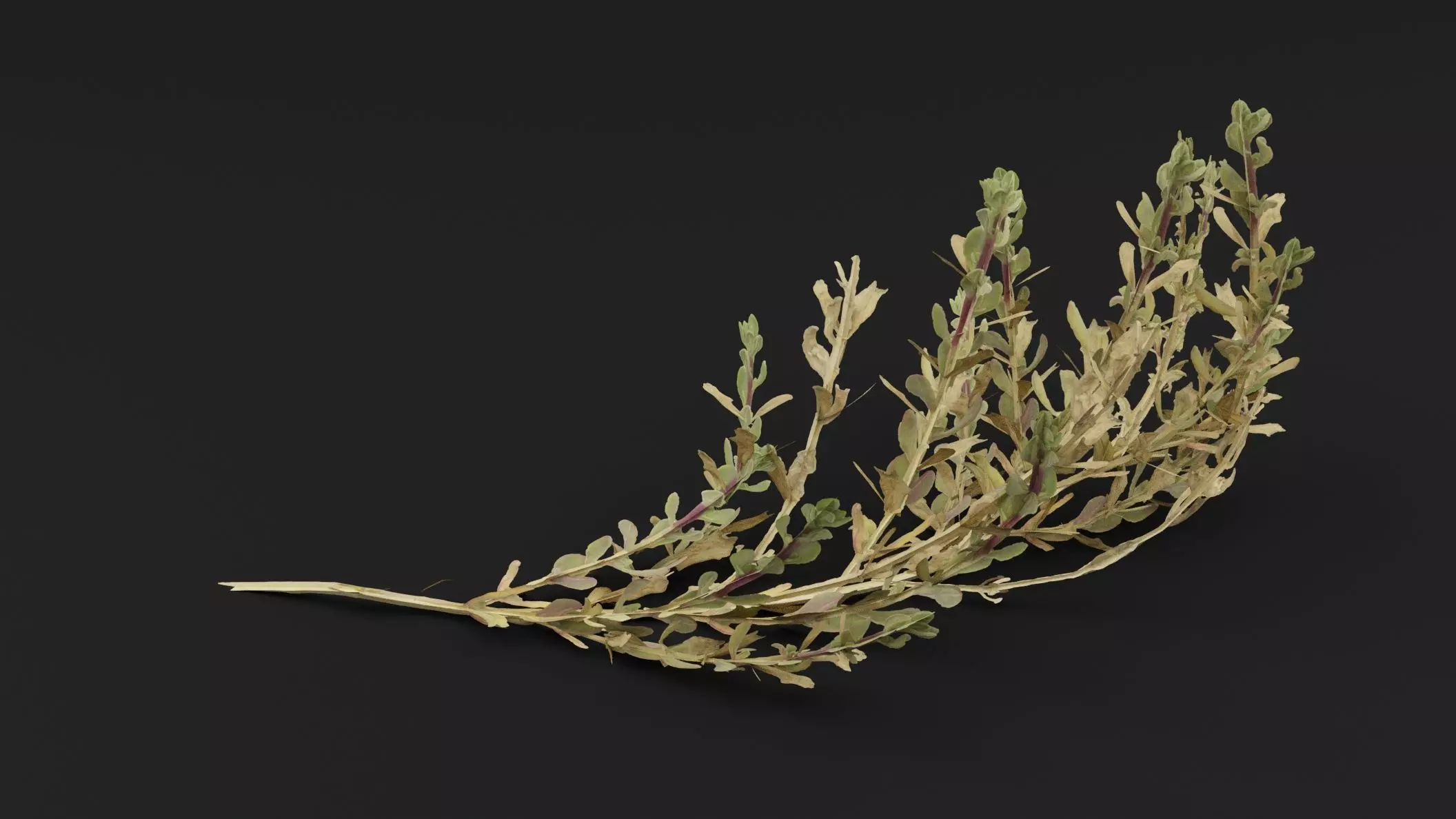 Sea Beet Plant 3D model_3
