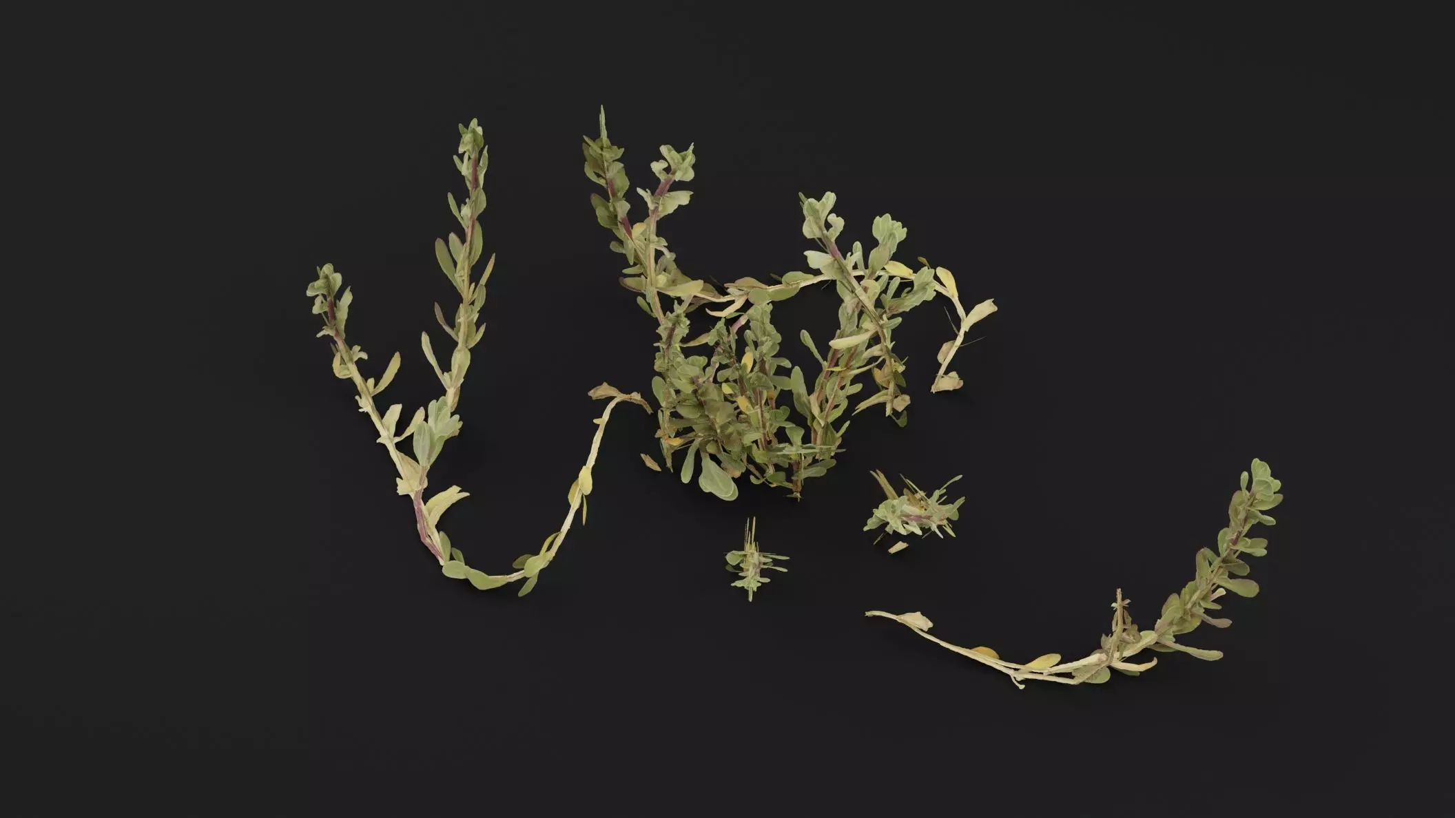 Sea Beet Plant 3D model_4