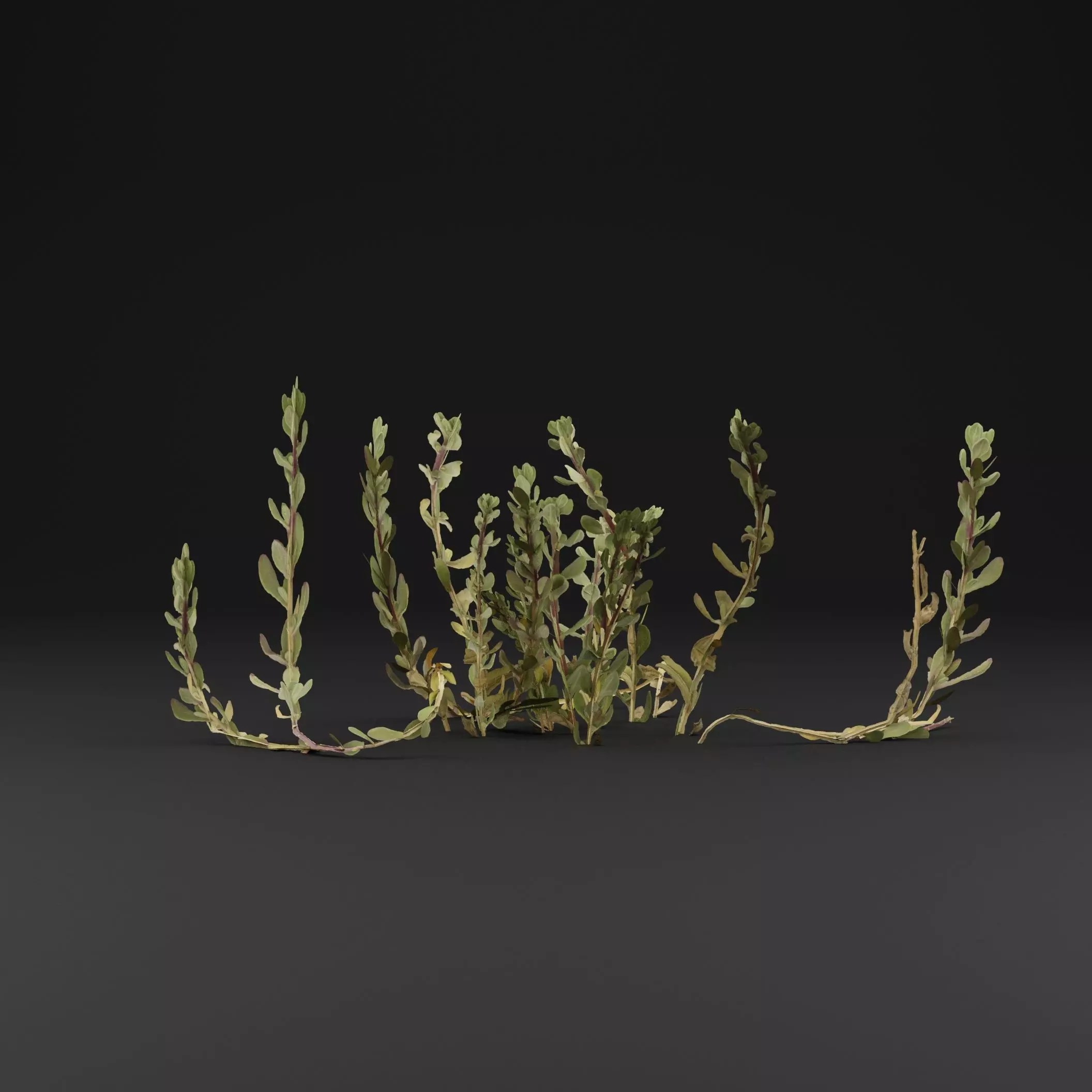 Sea Beet Plant 3D model_5