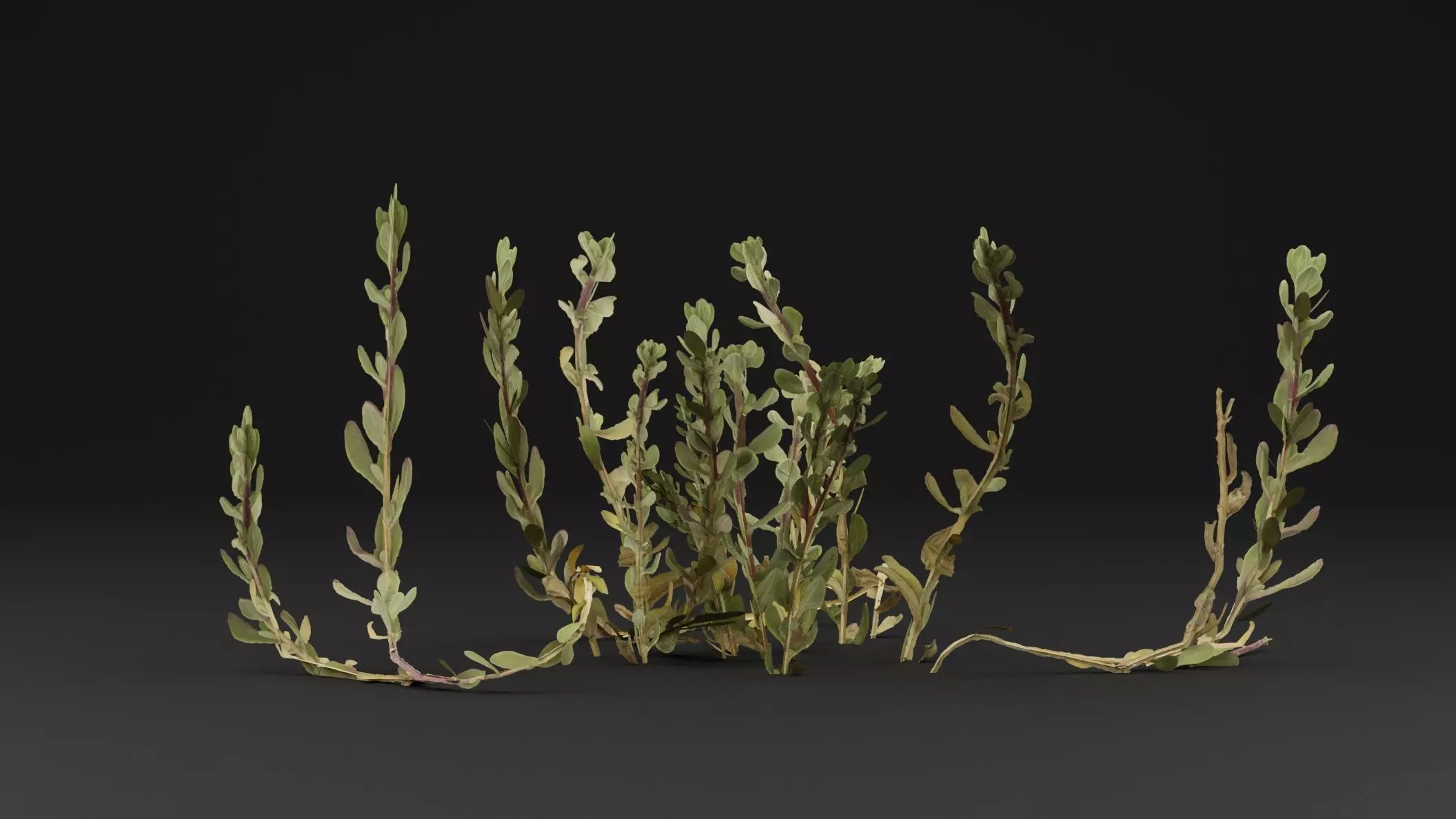 Sea Beet Plant 3D model_0