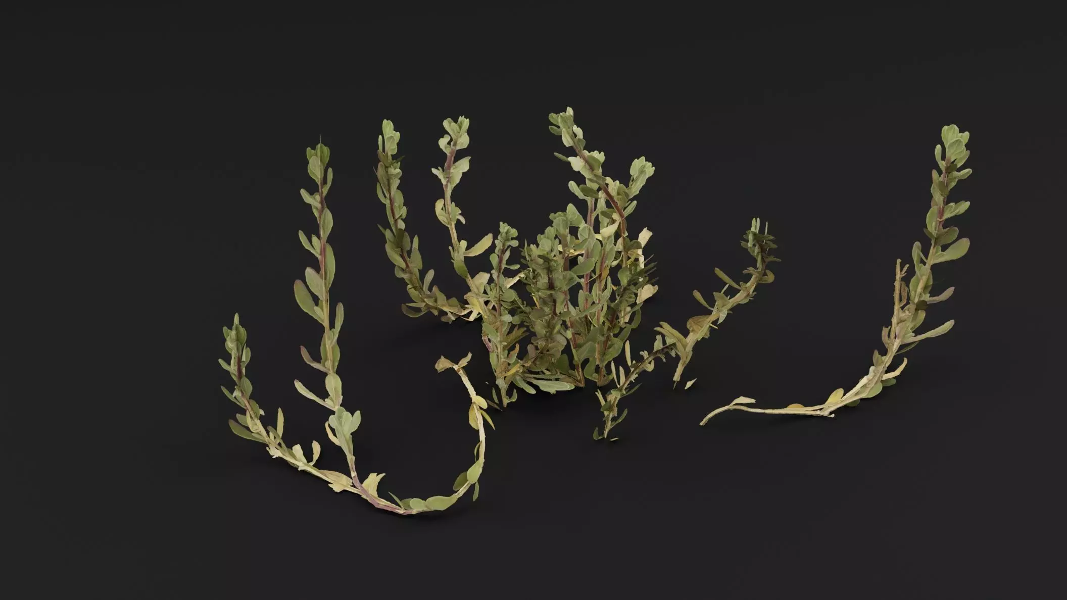 Sea Beet Plant 3D model_3