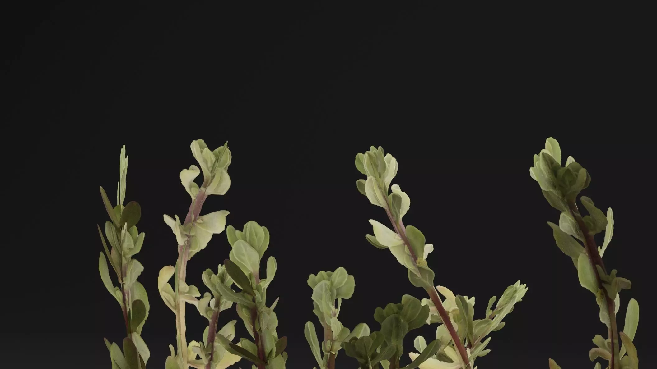 Sea Beet Plant 3D model_1