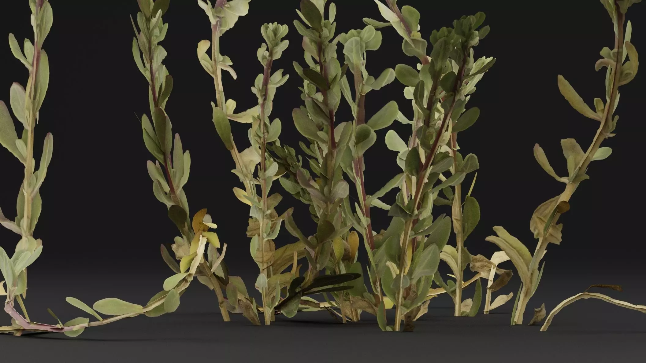 Sea Beet Plant 3D model_2