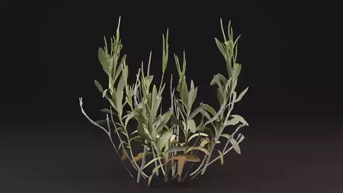 Rhazya stricta Plant