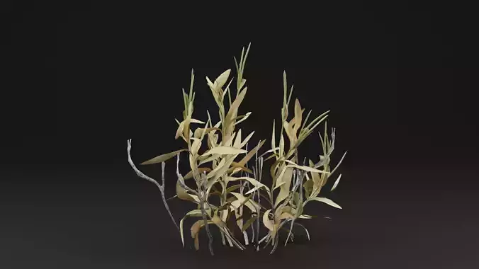 Rhazya stricta Plant