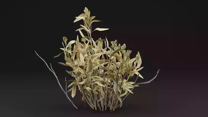 Rhazya stricta Plant