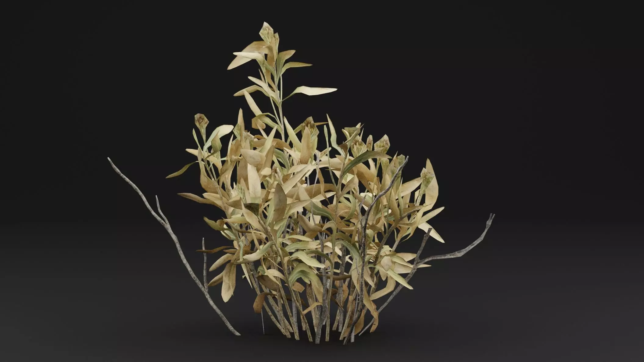 Rhazya stricta Plant Low-poly 3D model_0