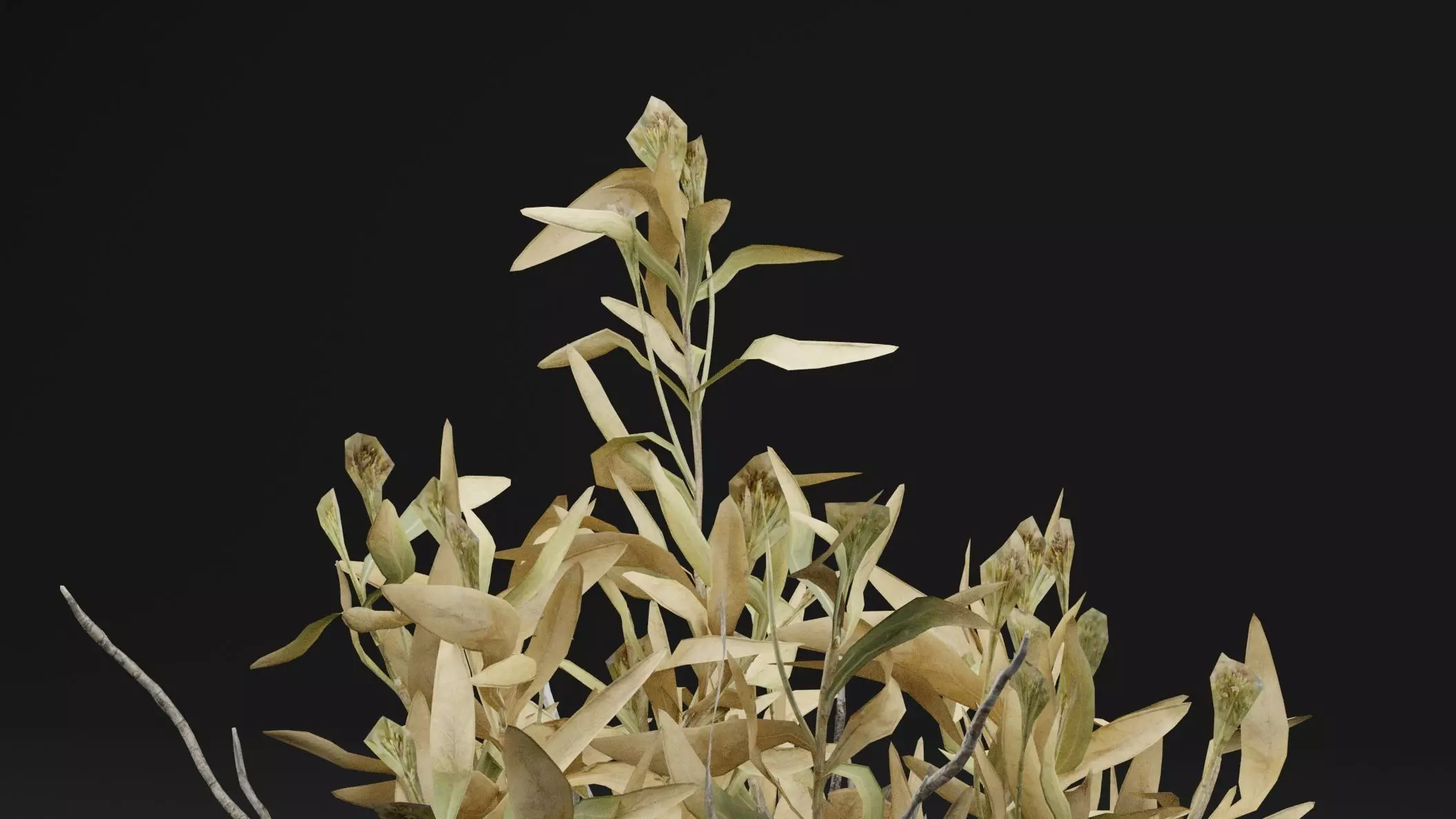 Rhazya stricta Plant Low-poly 3D model_1