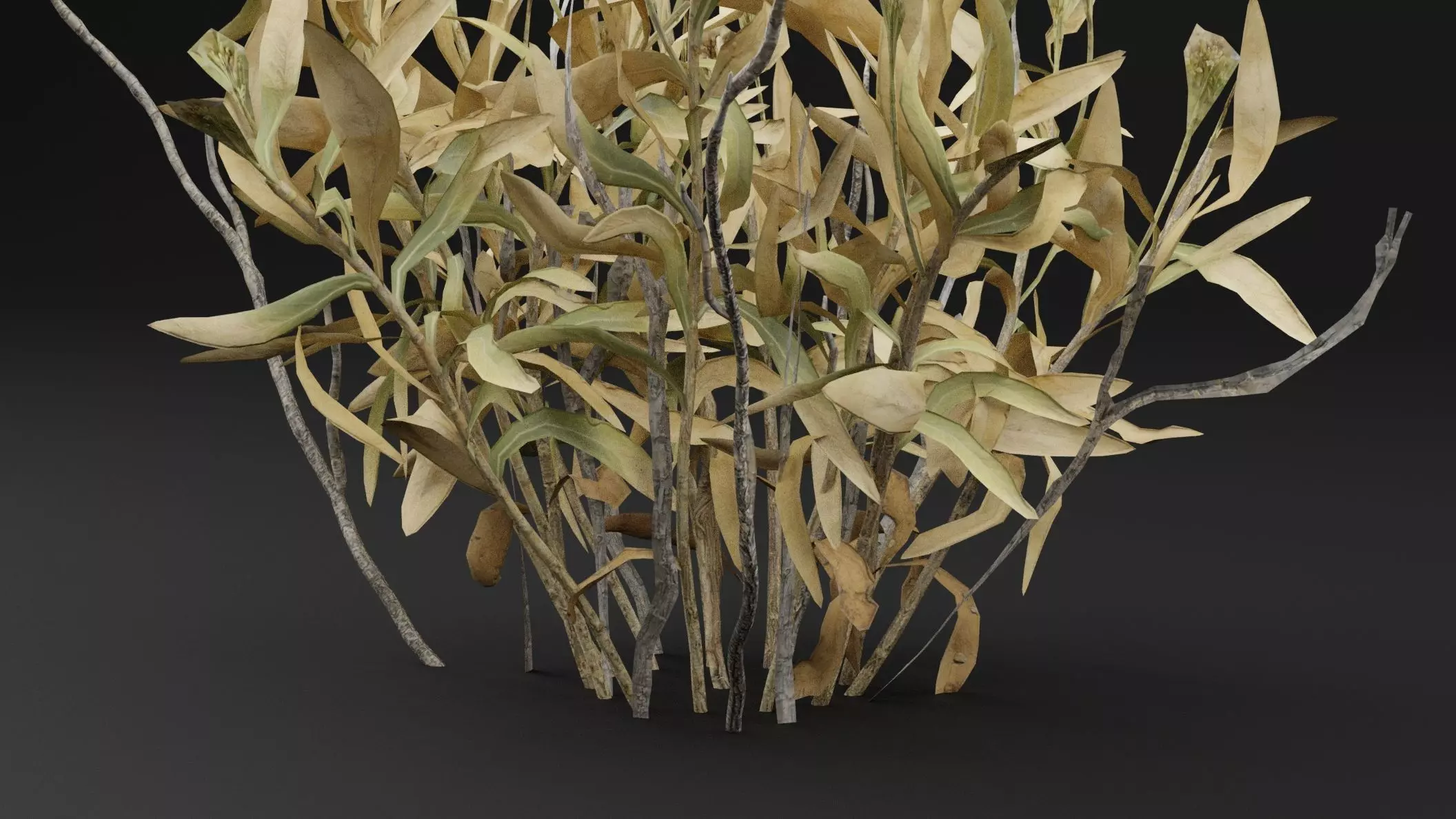 Rhazya stricta Plant Low-poly 3D model_2