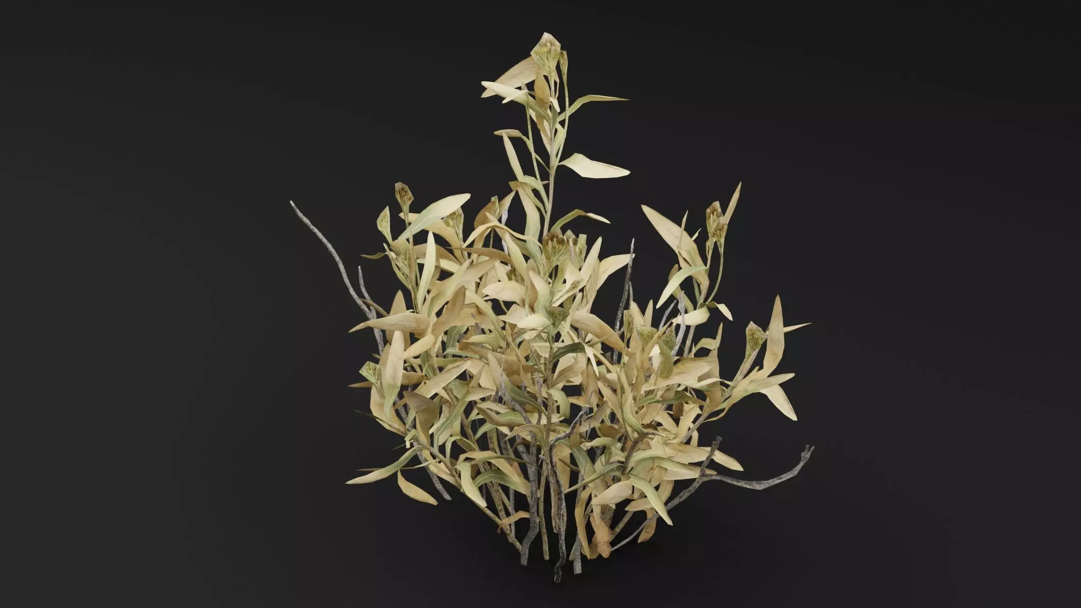 Rhazya stricta Plant Low-poly 3D model_4