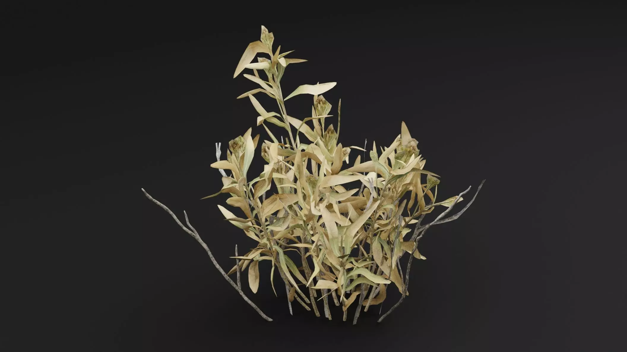Rhazya stricta Plant Low-poly 3D model_3