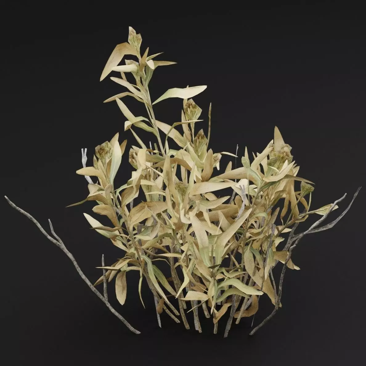 Rhazya stricta Plant Low-poly 3D model_5