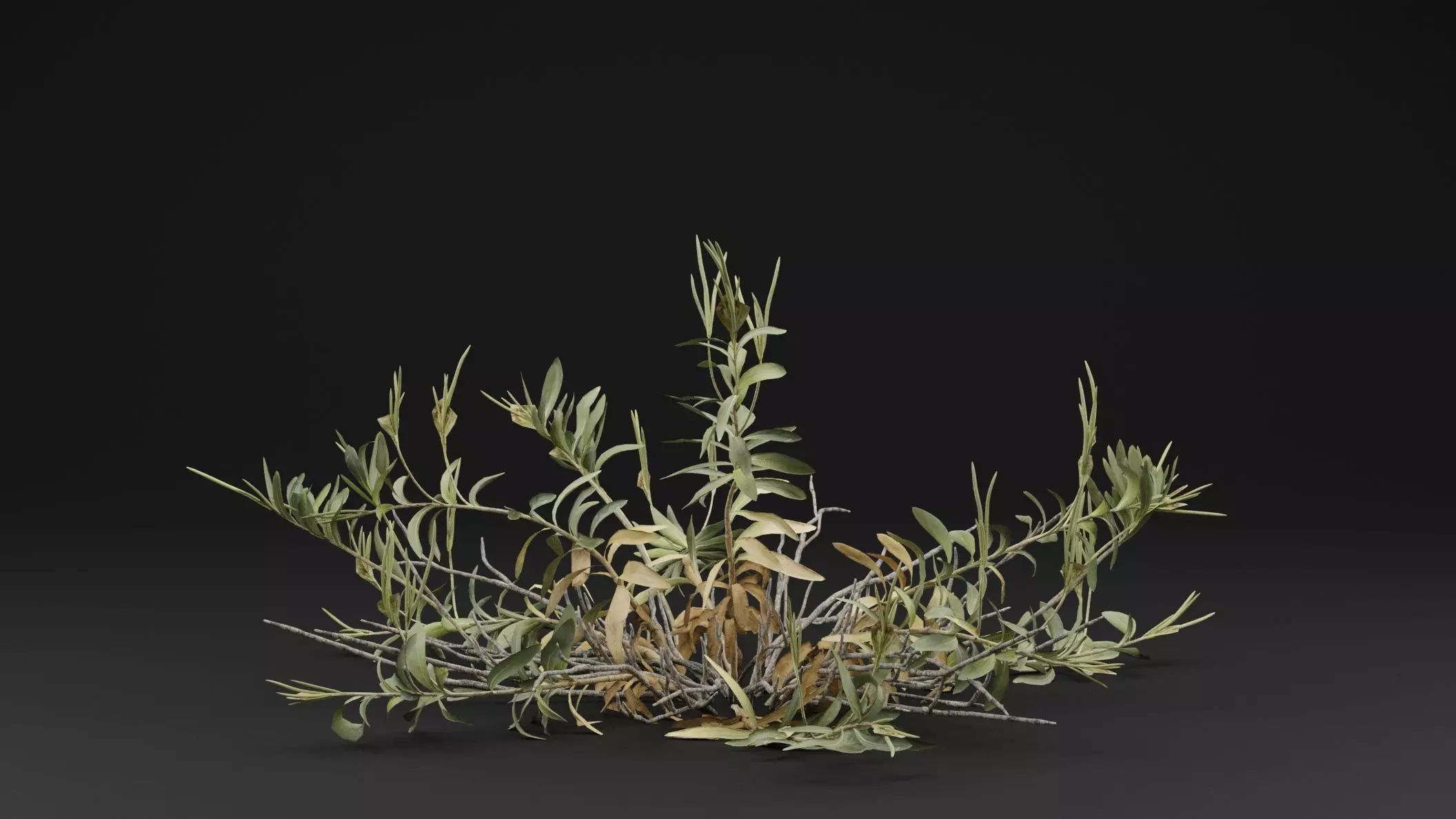 Rhazya stricta Plant 3D model