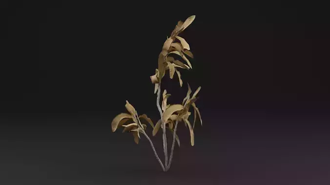 Rhazya stricta Plant