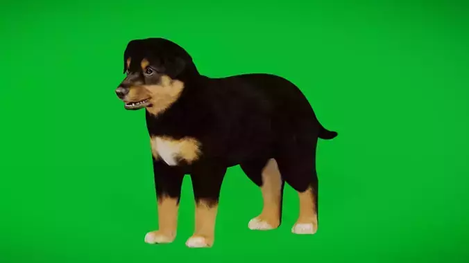 Australian Shepherd Puppy Dog