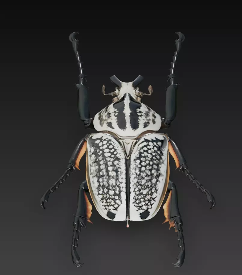 Imperial Goliath Beetle - Ornamental Realistic Sculpture 3D 3D print model_0