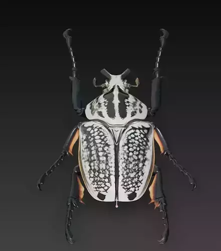 Imperial Goliath Beetle - Ornamental Realistic Sculpture 3D