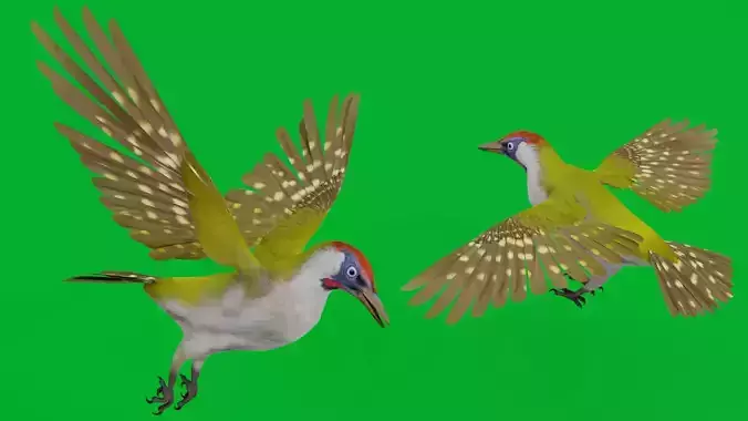 European Green Woodpecker Bird