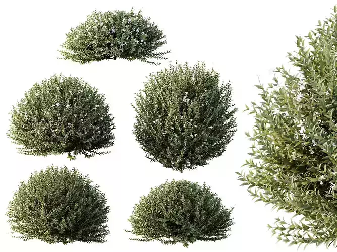 AV Gray Box Westringia Fruticosa Coastal Rosemary bushes