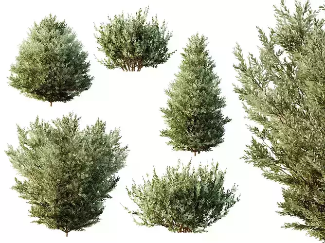 AV 8  Different  Montra Olive Bush