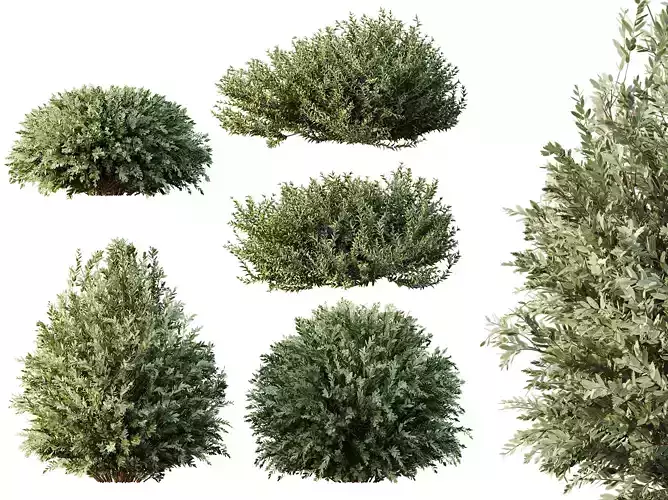 AV Montra Olive Bush and Gray Box Westringia Fruticosa Rosemary