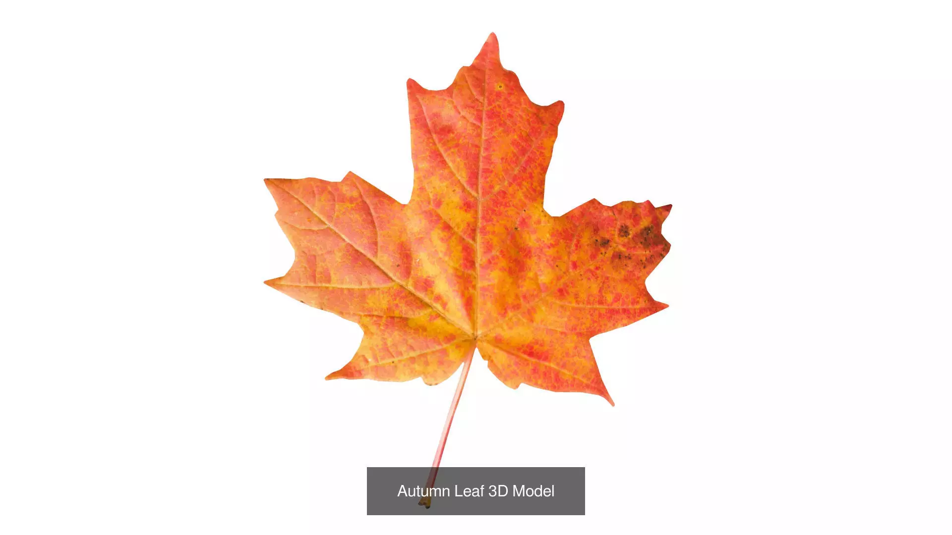 Autumn Collection _1