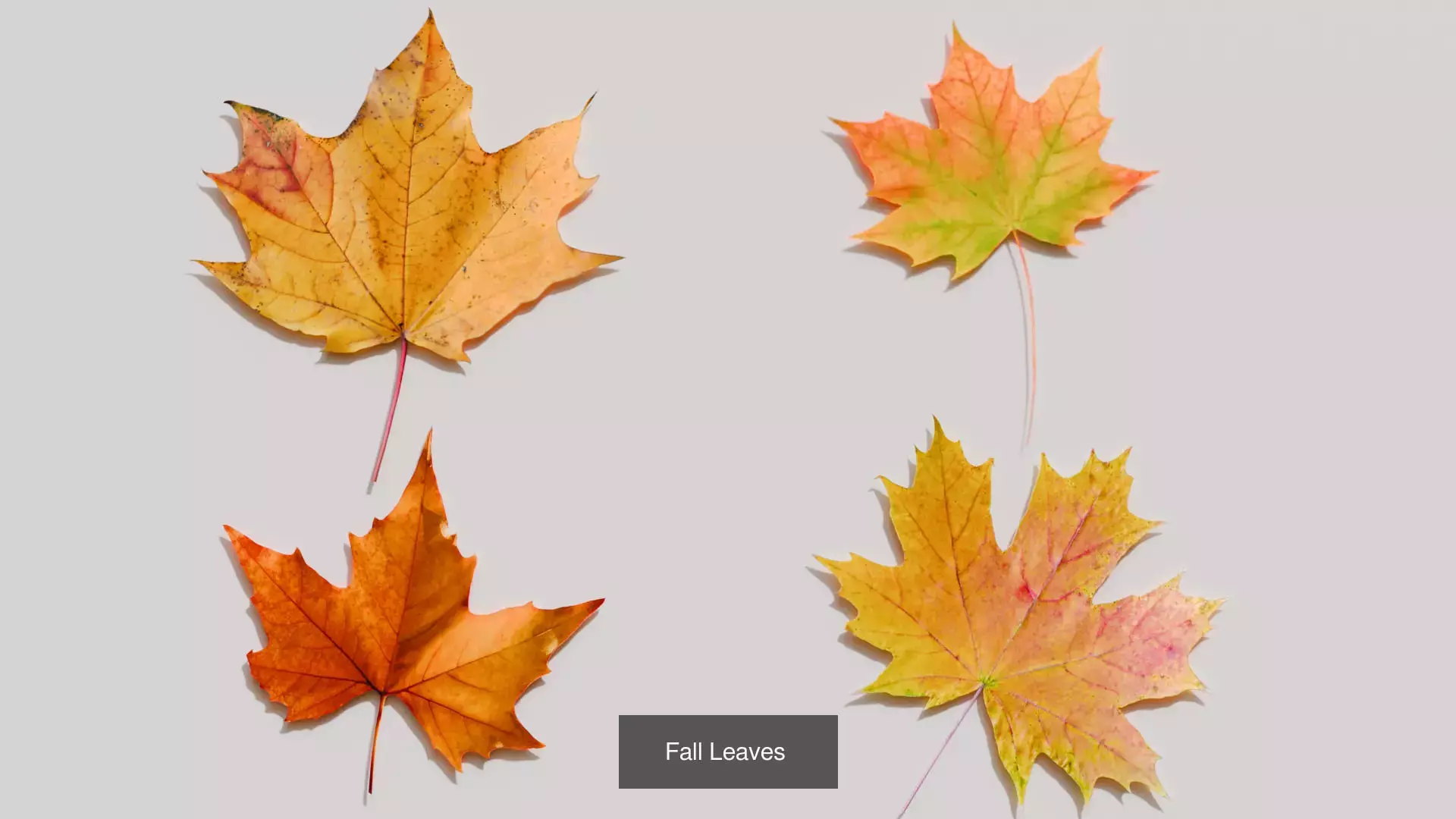 Autumn Collection _4