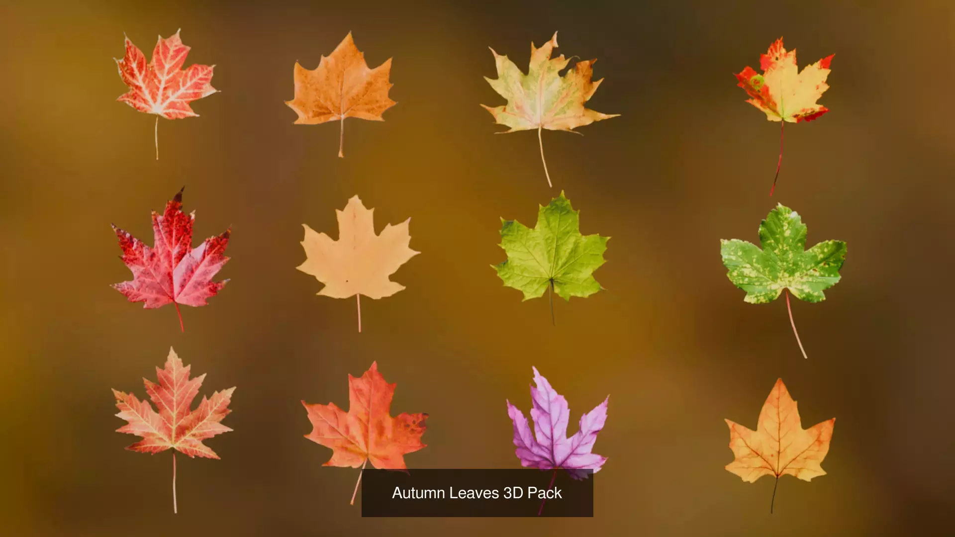 Autumn Collection _2