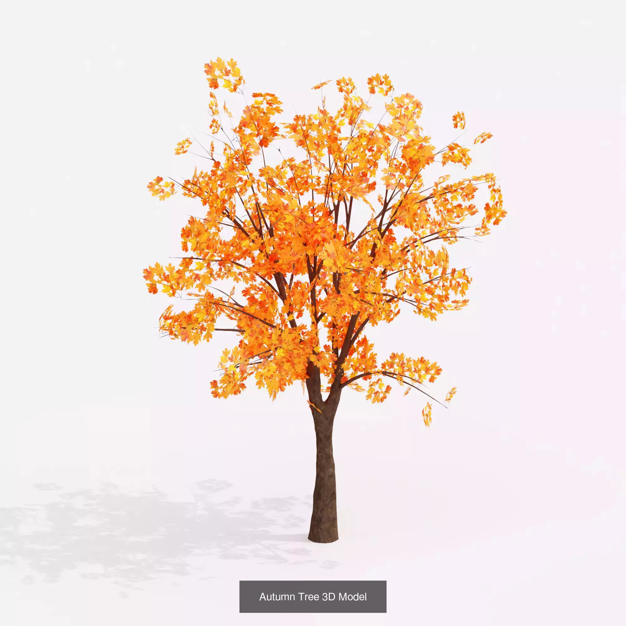 Autumn Collection _5